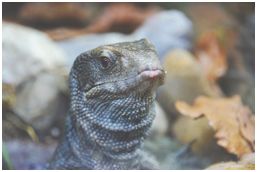 Monitor Lizard